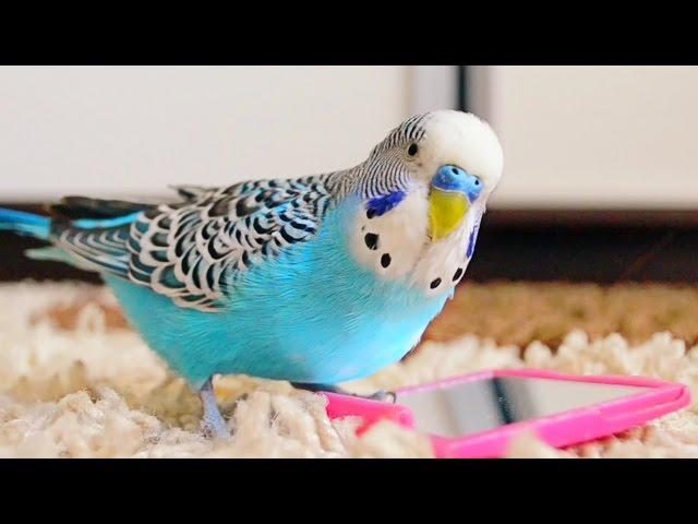 Budgie singing to mirror | Parakeet Sounds