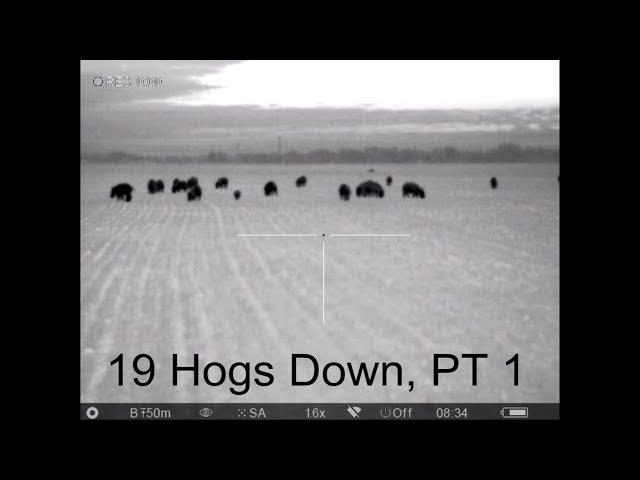 19 Hogs Down - Part 1