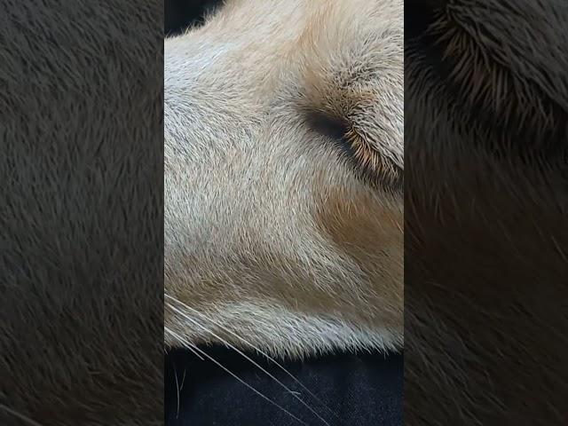 #장군이의 꿈