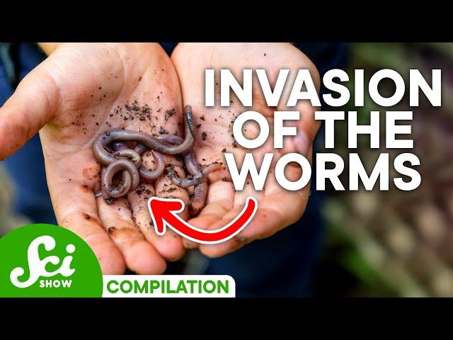 The Truth About Invasive Species | SciShow Compilation