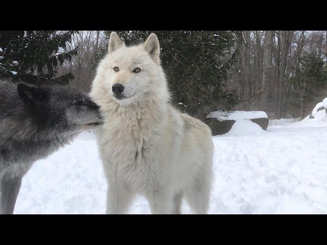 Wolves are joyful, loving, and take care of each other.