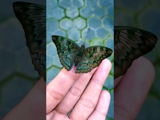 Butterfly Fairy on My Hand | The Male Common Baron (Euthalia aconthea)