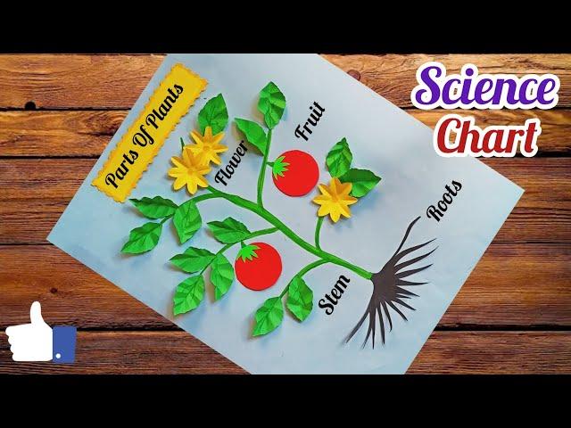 Parts Of Plants Science Project/ Parts Of Plant Science TLM/ Science Chart/ Science Project Easy