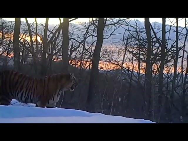 Huge chinese Amur tiger