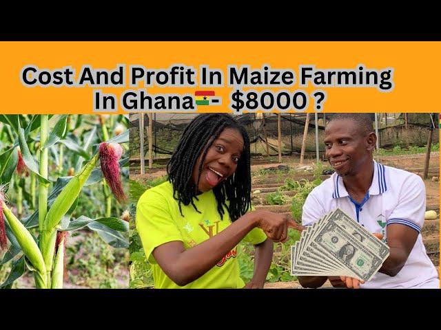 How to invest about $5000 in maize farming and make about $8000 profit in Ghana| cost and profit