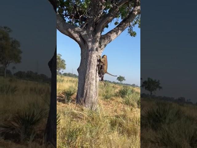 Leopard FALLS ON Hyena | andBeyond Nxabega | WILDwatch