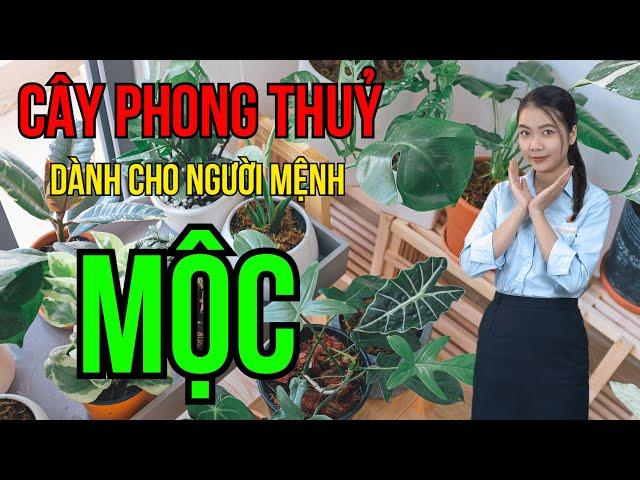 Mệnh Mộc Trồng Cây Gì? Cây Phong Thủy Cho Người Mệnh Mộc May Mắn, Phát Tài