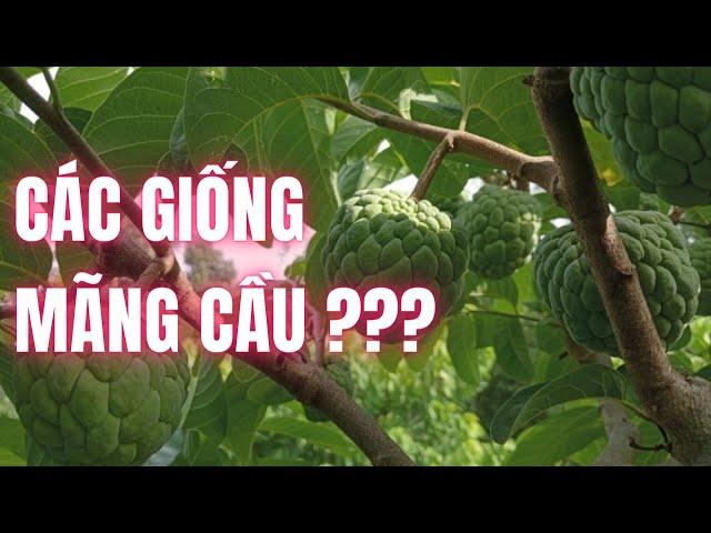 Các Loại Mãng Cầu Tại Vườn | Mãng Cầu Ngọc Thiên OCOP | Ninh Thuận |  Vườn Năm Thiên