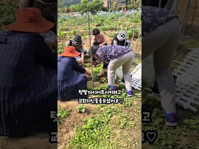 교회지인들과 우리텃밭나들이~땅과 식물은 우리모두를 웃게 하내요