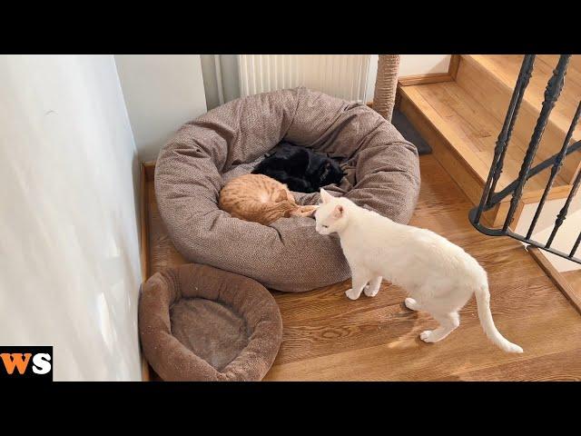 My Three Cats Just Can't Find a Way to Fit in One Giant Bed!