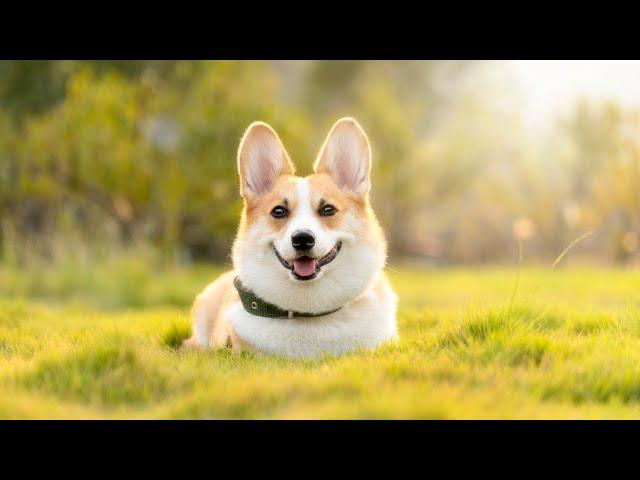Pawsitive Vibes: Soothing Pet Music Compilation || 2 HOURS || Blissful Tones