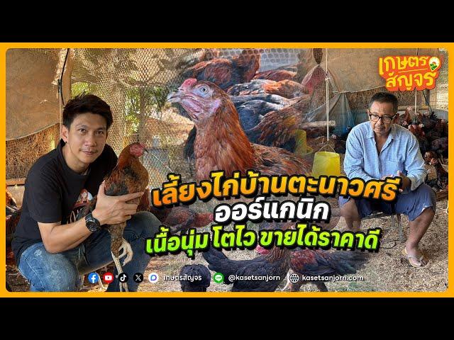 เลี้ยงไก่บ้านตะนาวศรี แบบออร์แกนิก เนื้อนุ่ม โตไว ขายได้ราคาดี | เกษตรสัญจร