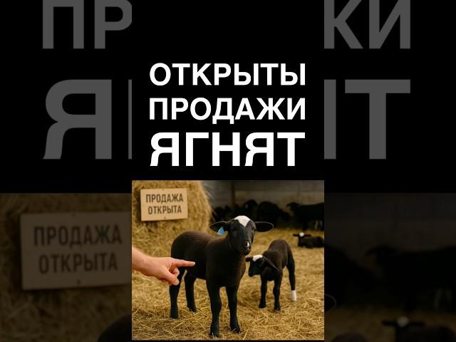 Открыты продажи ягнят #овцеводство #ягнята #бараны #овцы #баран #овца #продажа #цвартблес #бизнес