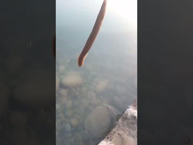 eel hunt at indus river #italian #eelfishing #trending #shots