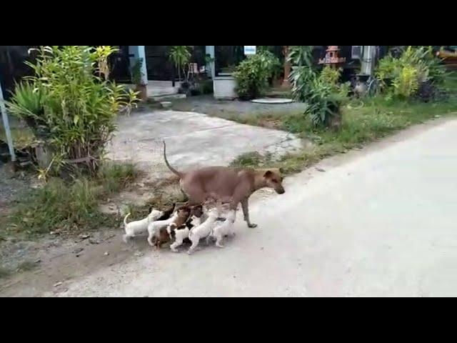 Hungry Pups Chase After Mum for Milk