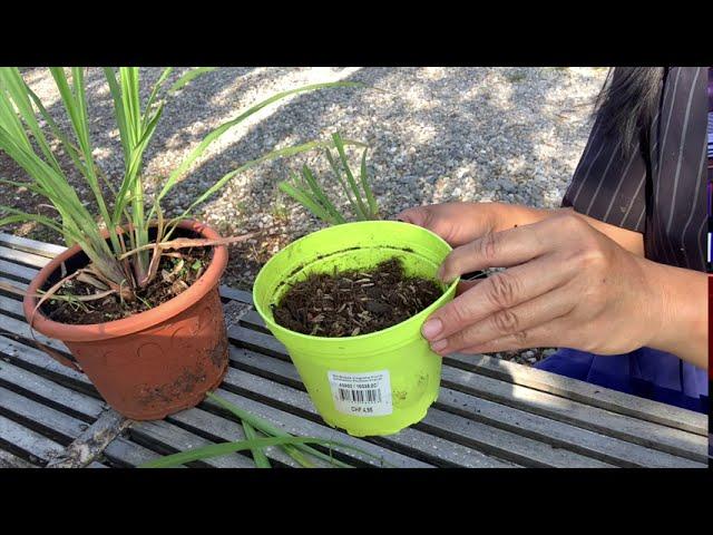 How to grow up Lemongrass by Sao Udon in Swiss