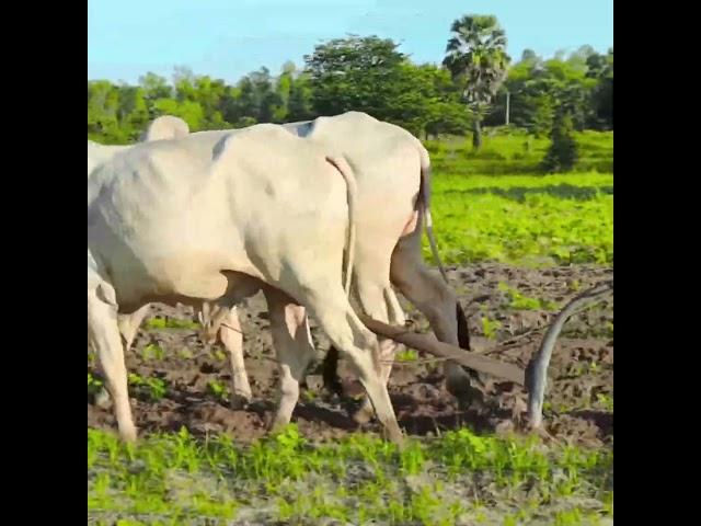 85 #video #5K #Short #4K #HD #किसान #हल #गाय #cow #wow #plow