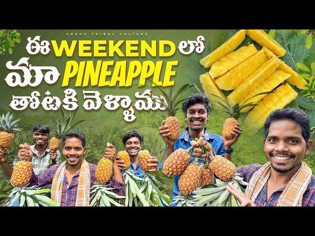 Pineapple plantation|| ఎన్ని పండిన కాయాలున్నాయో మీరే చూడండి || అనాస కాయలు 