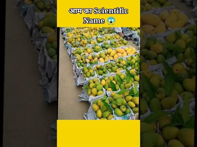 आम का Scientific Name - Scientific Name of Mango