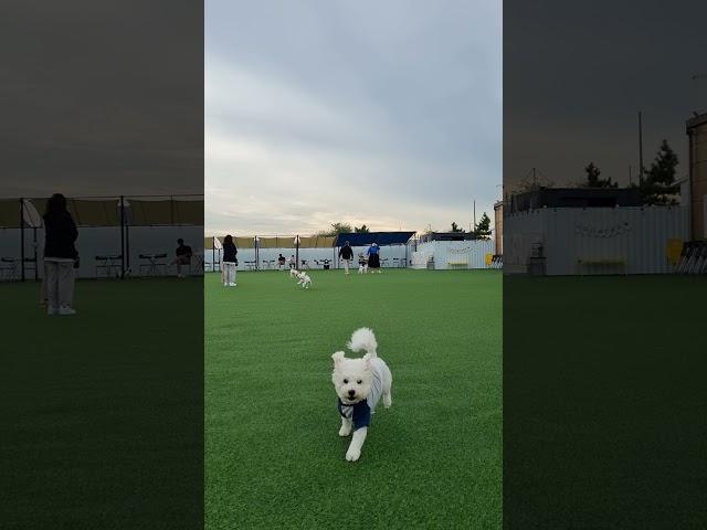 [비숑] 올듯말듯 밀당하는 제동