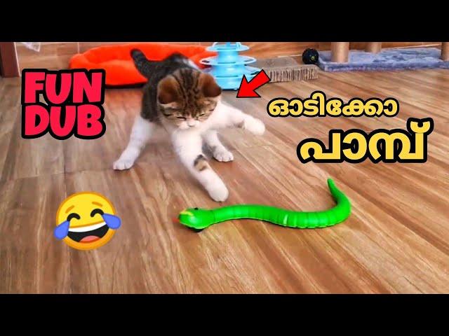 ANIMALS FUN DUB️ | MALAYALAM FUN DUB | MALAYALAM VINES | DUSTY FOX