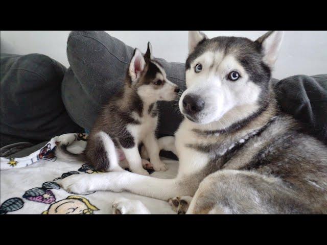 Since First Day Together Puppy Doesn't Leave His Dad's Side!