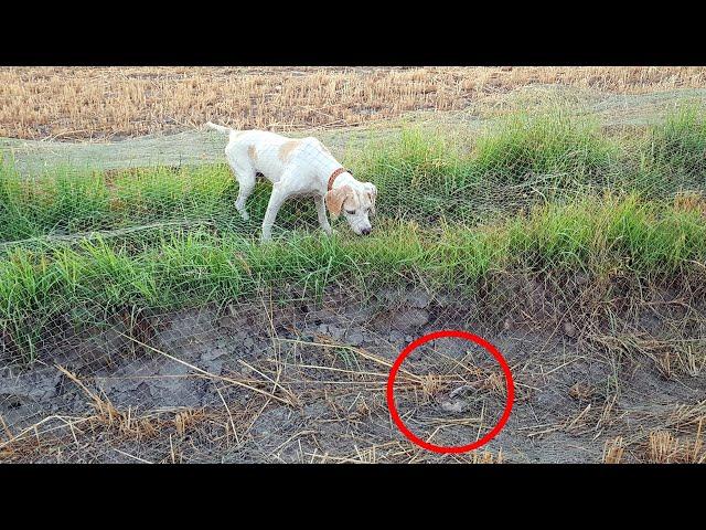 Latest Batair Hunting With Dog And Net | Part 2 | FATEH JANG TV