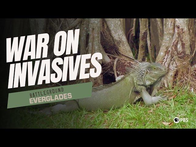 How Invasive Species Are Reshaping the Florida Everglades | Battleground Everglades