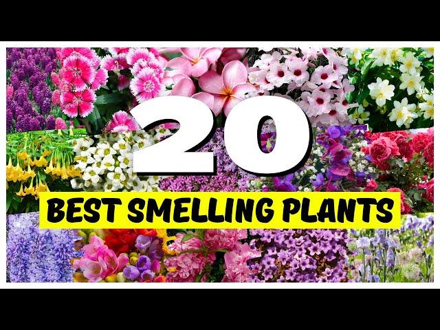 Top 20 BEST Smelling Plants for Your Outdoor Spaces! 