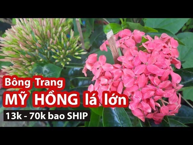 Bông trang MỸ HỒNG một cốt cây lớn - giá rẻ bao ship. Ms Ngân 0386569374