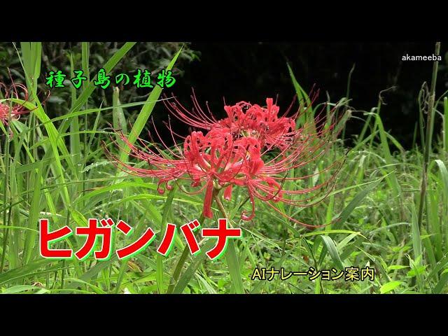 ヒガンバナ 秋の彼岸のころに花茎の先に散状花序をつけ鮮紅色の花を咲かせた開花風景令和6年 AIナレーション案内 - 種子島の植物