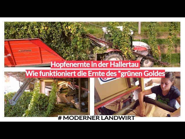 Hopfenernte in der Hallertau - Wie funktioniert die Ernte des "grünen Goldes