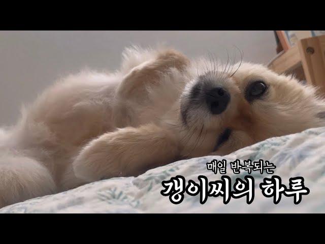 매일 반복되는 강아지의 하루