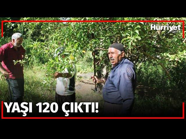 50 Yıl Sonra Meyve Verdi! Görenler Şaştı Kaldı