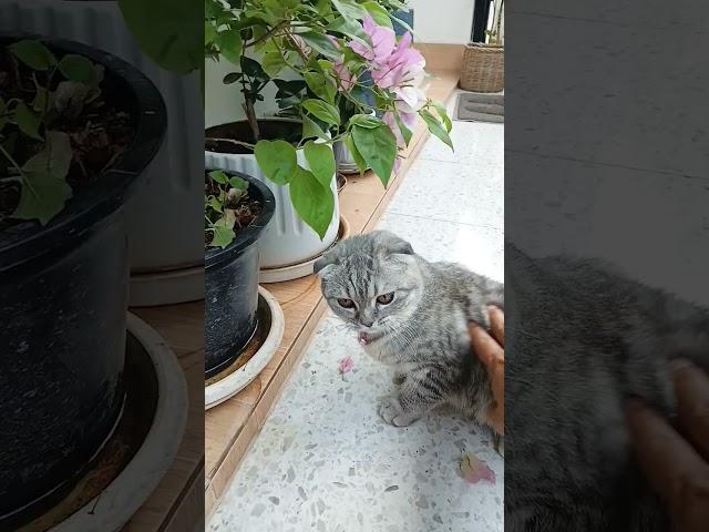 스코티쉬폴드는 원래 꽃을 먹나요? 라오스 고양이 푸딩이 자꾸 향기나는 꽃을 먹어요~ #라오스 #cat #고양이 #고양이영상 #고양이일상 #스코티쉬폴드 #비엔티안 #국제커플