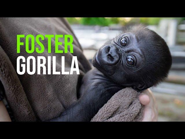 Louisville Zoo Welcomes Infant Gorilla for Fostering