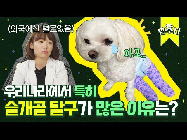 수의사들이 말하는 슬개골 탈구의 가장 큰 원인 ┃어바웃펫 믿수다 말티즈 2편