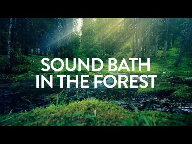 Sound Bath in the Forest  A=432Hz  A Serene Forest Bath Accompanied by Gentle Ambient Tones