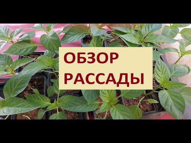 463. Обзор огорода = обзор рассады =Конец марта 2021