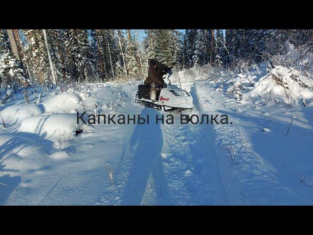 Проверяем, и ставим капканы на волка. Тайга. Охота. We check and set traps for the wolf. Hunting.