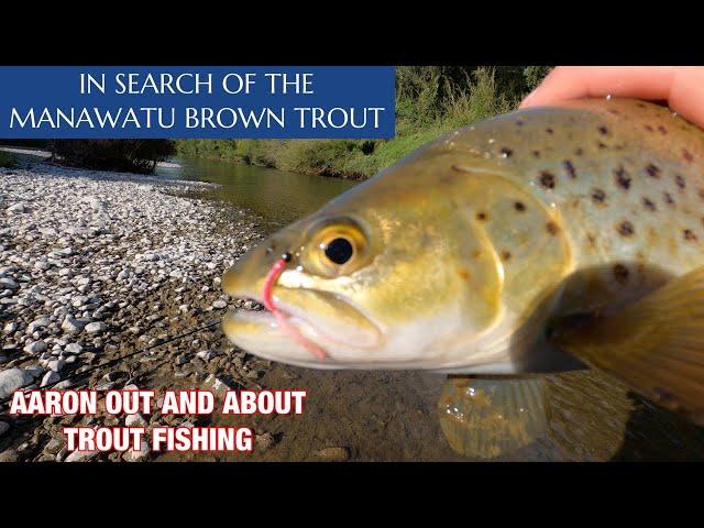 IN SEARCH OF THE MANAWATU BROWN TROUT | AARON OUT AND ABOUT TROUT FISHING | FLY FISHING NEW ZEALAND