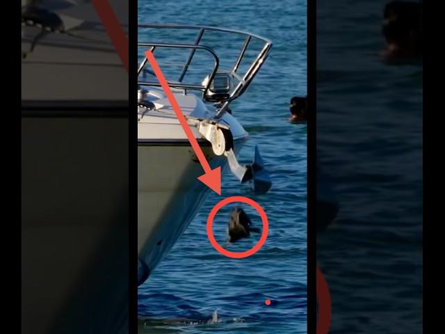 Do any of the new yachts have a camera near the anchor to see if it's clean?
