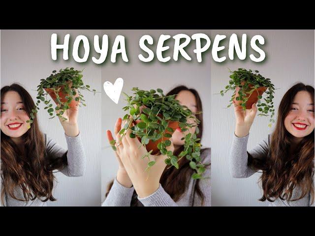 Is HOYA SERPENS difficult to propagate?