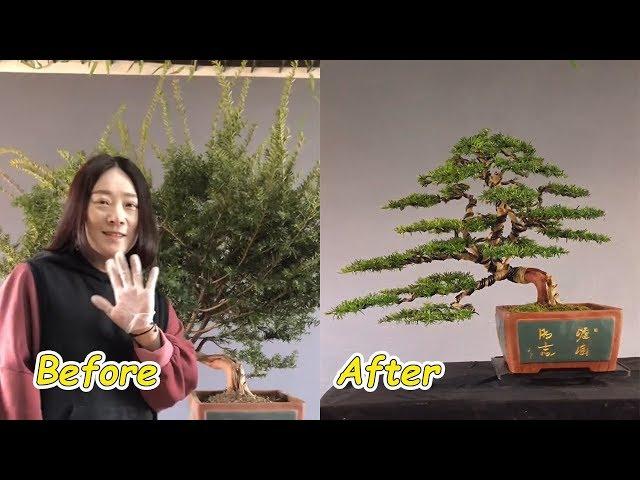 How to bend a bonsai - great bonsai bending skills #35