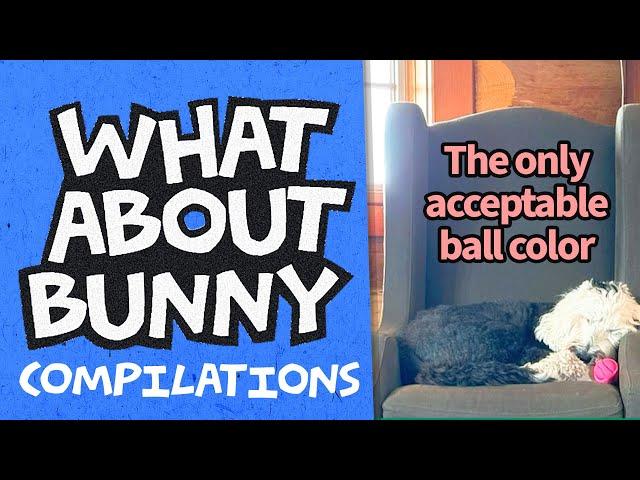 Bird Friend, Ball Play Settle, Work Talk | What About Bunny