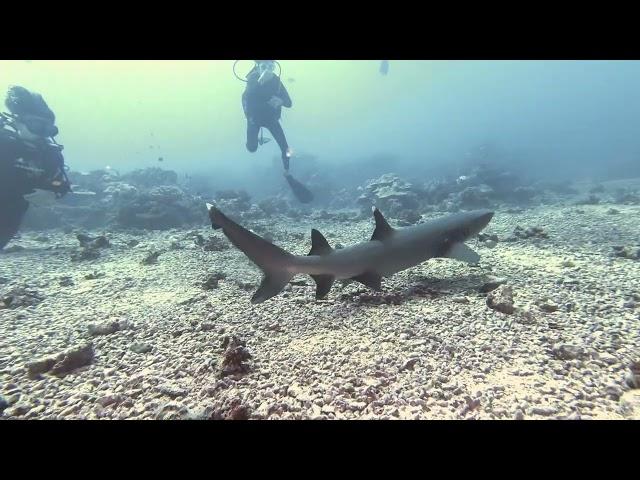 Diving with a white tip shark in Moorea