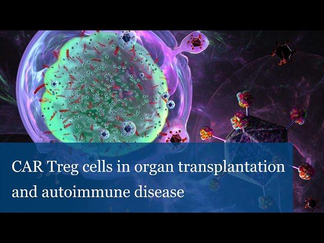 CAR Treg cells in organ transplantation and autoimmunedisease (Elmar Jaeckel)