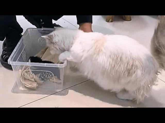 The abandoned kitten was brought home, and the house cat cared for it like her own.