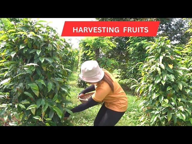 How to grow organic fruits |Day in my life |Harvesting Fruits |@greenfruitchannel