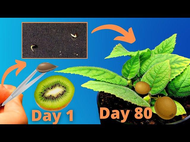 Growing KIWI from seeds!AMAZING Time Lapse